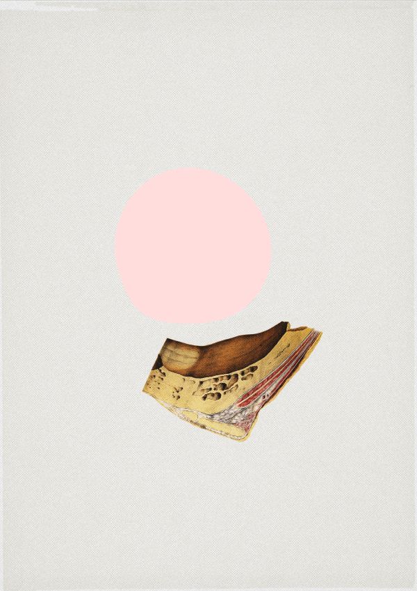 Os Collage consisting of bony parts from an ear and a pink circle